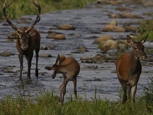 Cervi al Parco Regionale La Mandria di Venaria Reale