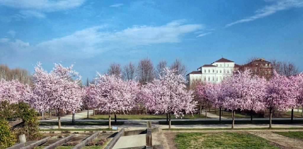 Cigliegi in fiore ai Giardini della Reggia di Venaria Reale